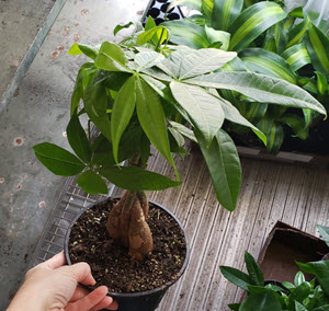 6" Pachira Money Tree Braid